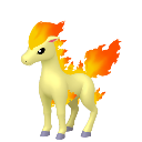 Ponyta